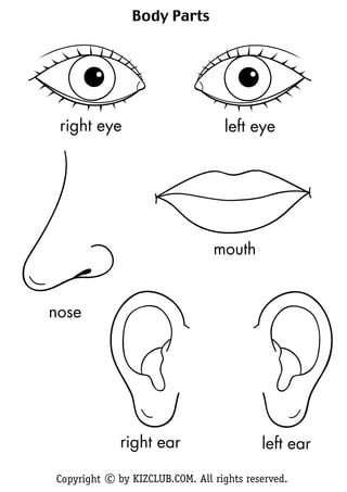 Body Parts




 right eye                        left eye




                                mouth


nose




             right ear                    left ear

Copyright c by KIZCLUB.COM. All rights reserved.