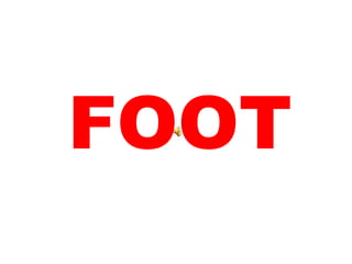 FOOT 
 