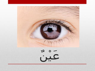 Body Parts. Eye nose mouth leg stomach heart in arabic | PDF