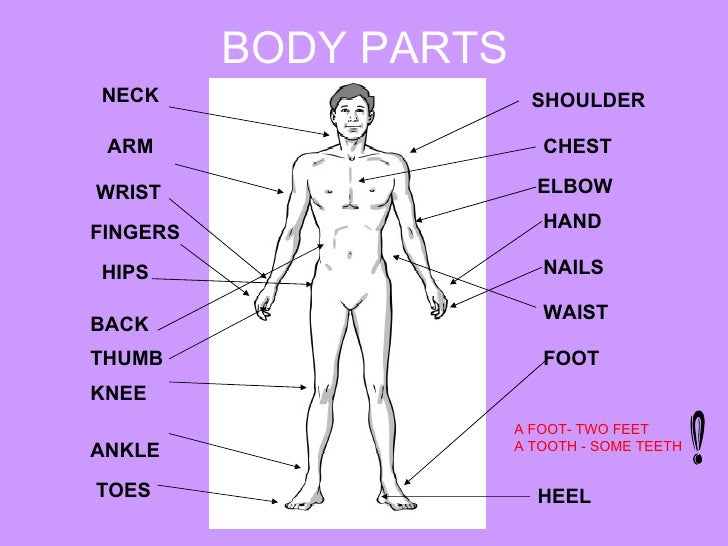 Body Parts And Physical Appearance