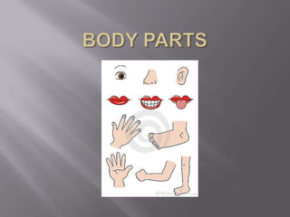 Body parts Areg