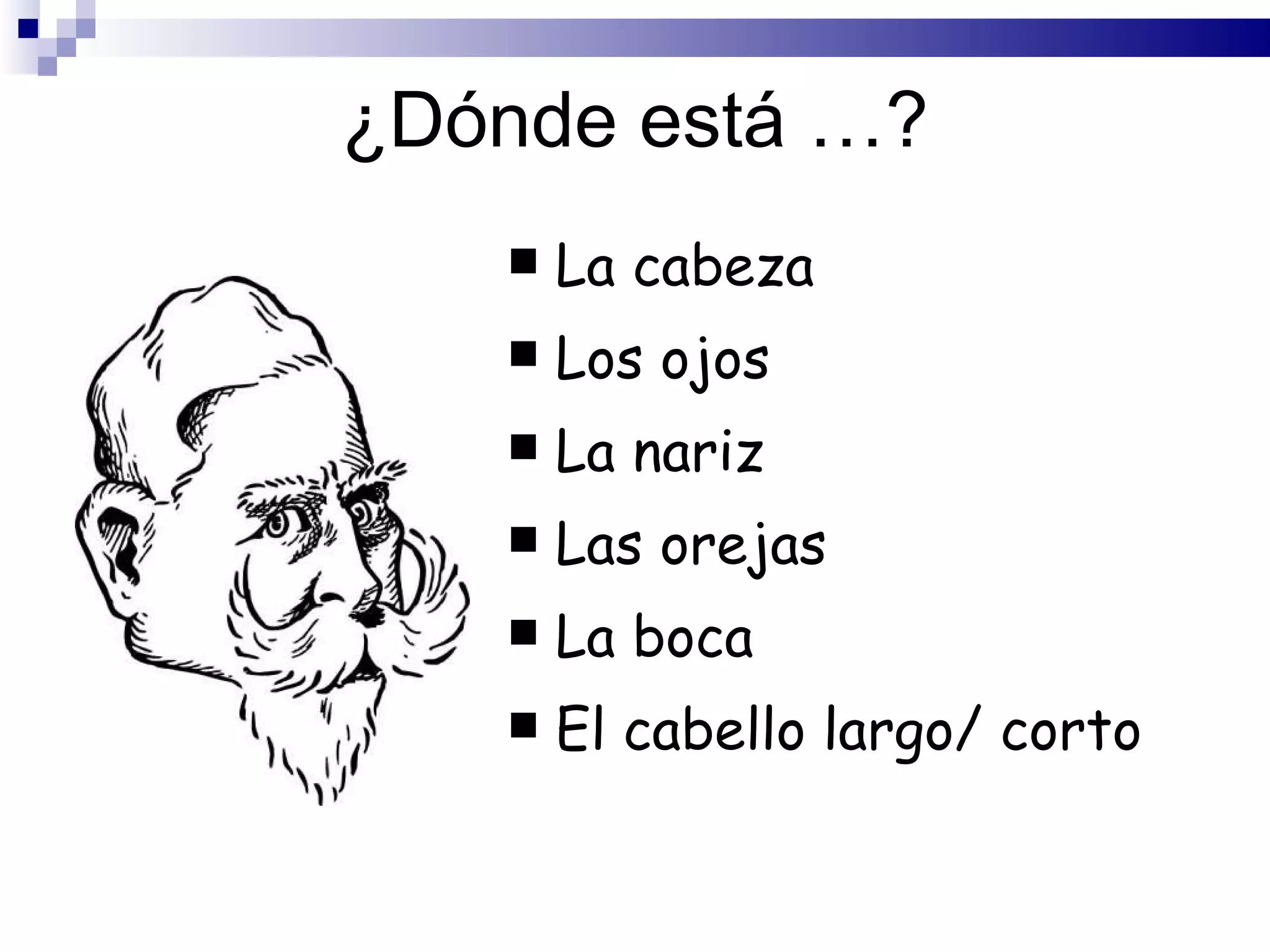 ¿Dónde está …? La cabeza Los ojos La nariz Las orejas La boca El cabello largo/ corto