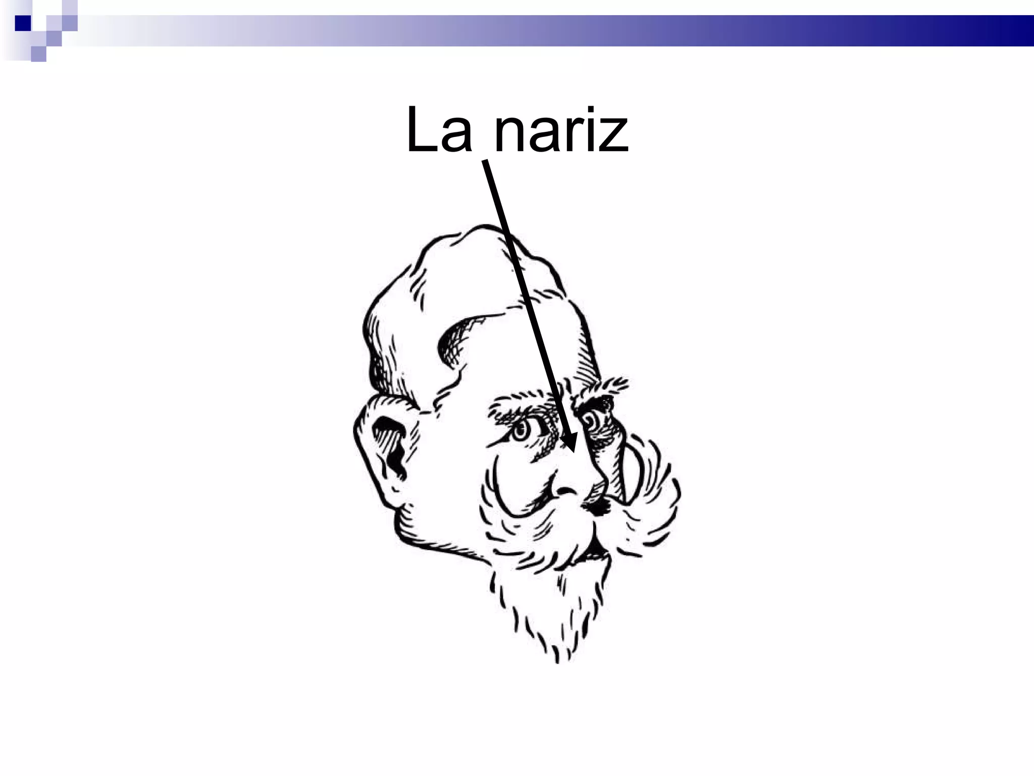 La nariz