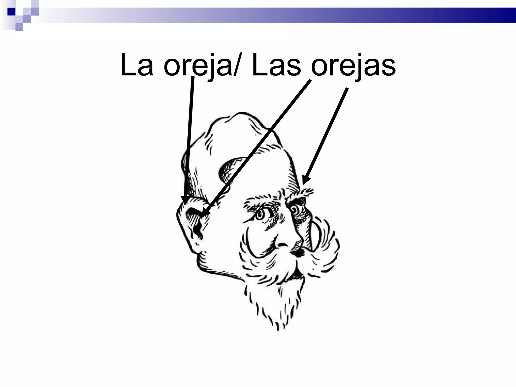 La oreja/ Las orejas