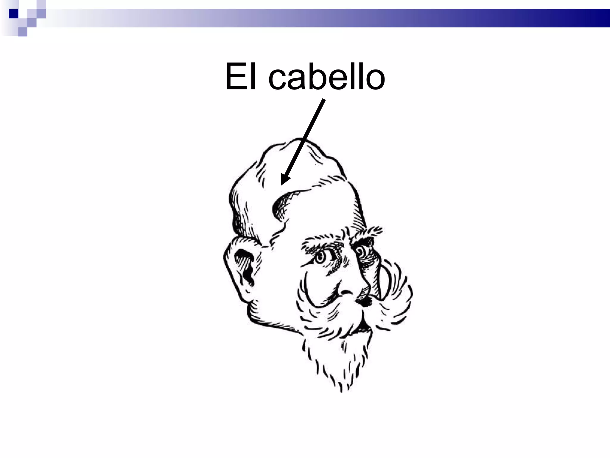 El cabello