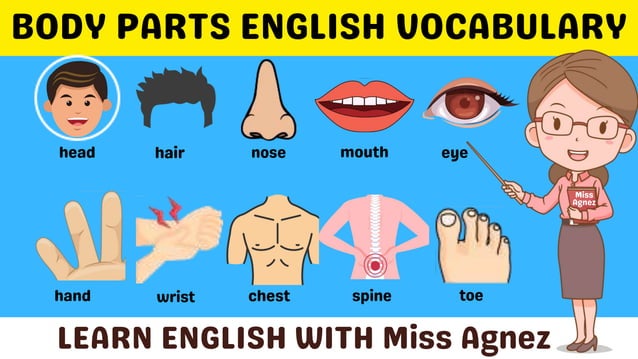 BODY PARTS ENGLISH VOCABULARY.pptx