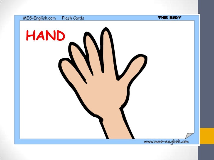 Body parts (Vocabulary Introduction) Lesson 1