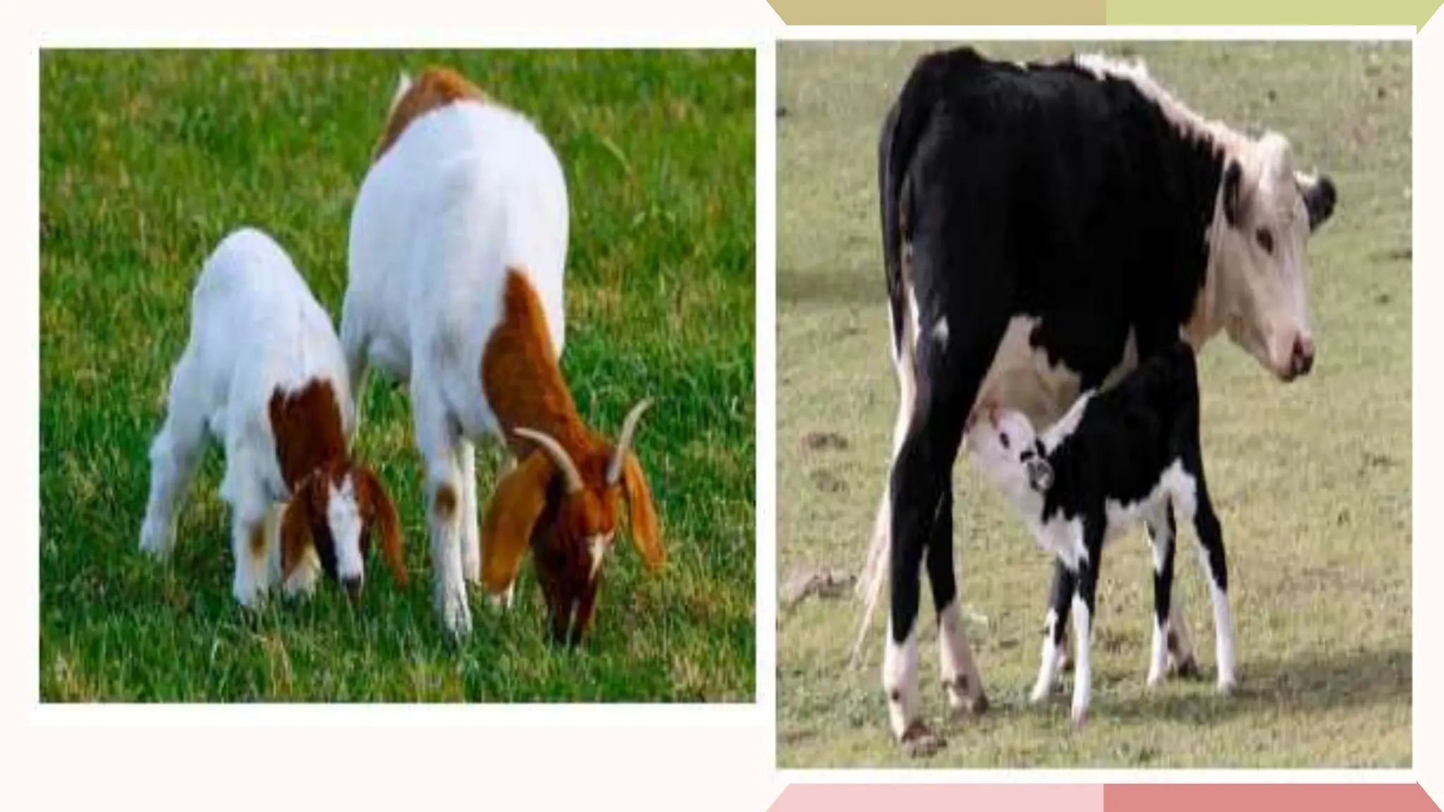 Body Parts of Animals and their Functions.pptx
