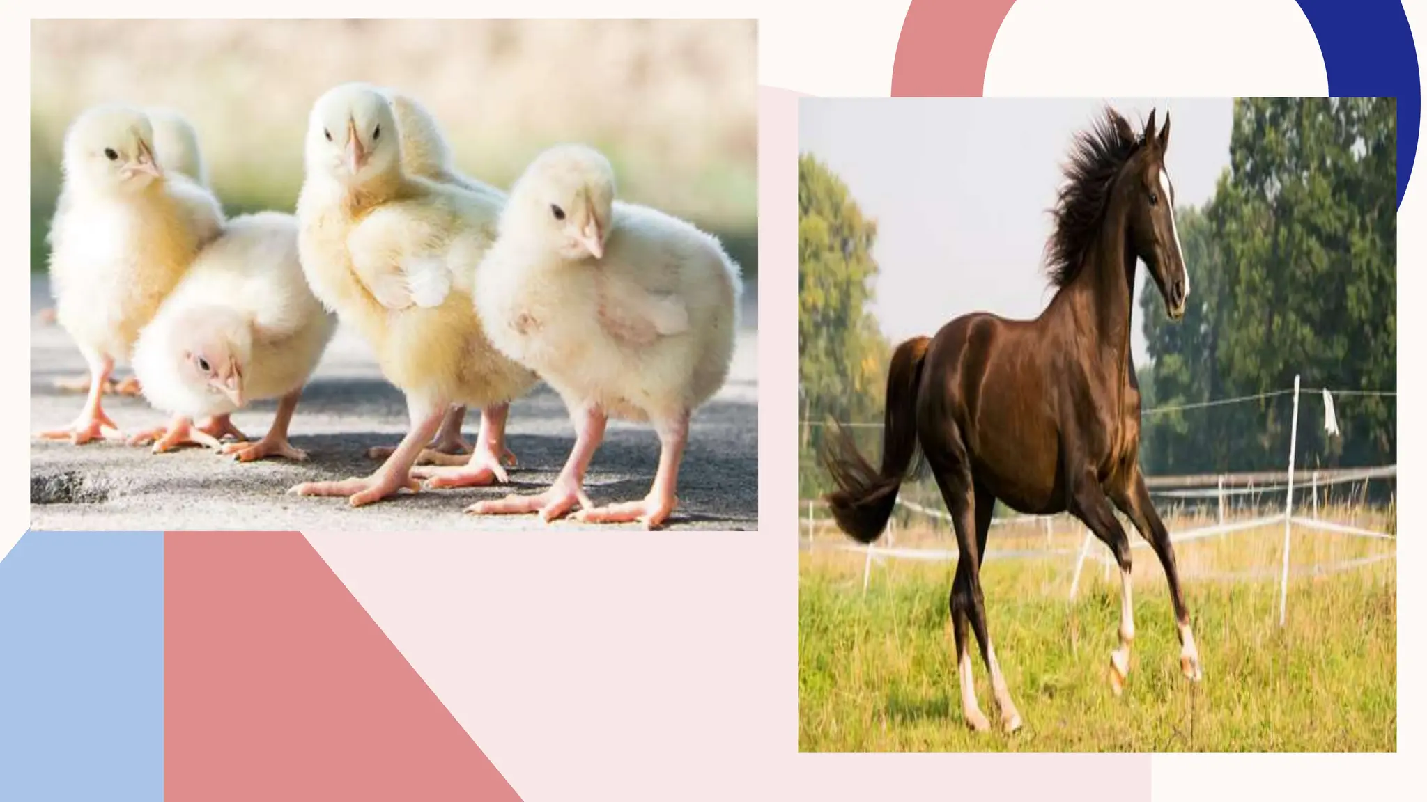 Body Parts of Animals and their Functions.pptx
