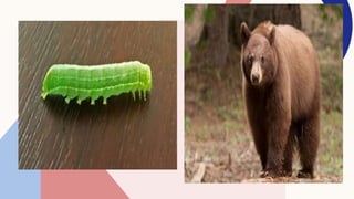 Body Parts of Animals and their Functions.pptx