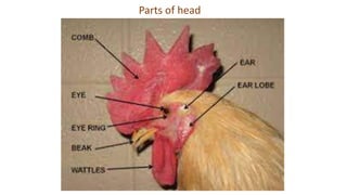External Body conformation parts of chicken.pptx