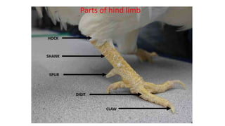 External Body conformation parts of chicken.pptx