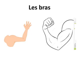 Les bras
 
