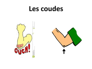 Les coudes
 