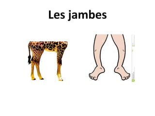 Les jambes
 