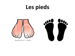 Les pieds
 