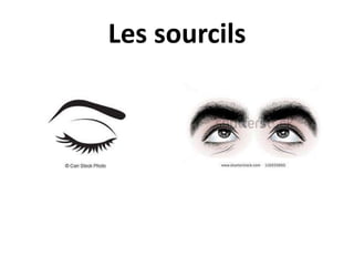 Les sourcils
 