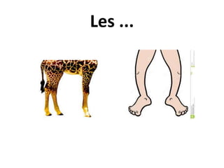 Les ...
 