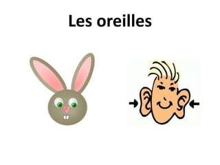 Les oreilles
 