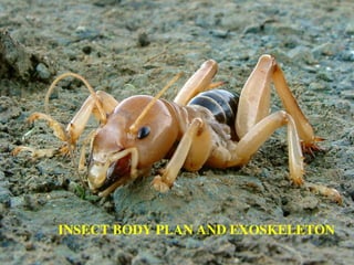 how to work insect body in nature, types of insect leg and ...