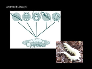 how to work insect body in nature, types of insect leg and ...