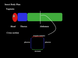 Notum Insect how to work insect body in nature, types of insect leg and ...