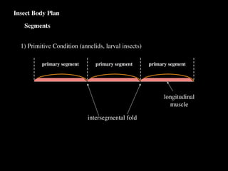 how to work insect body in nature, types of insect leg and ...