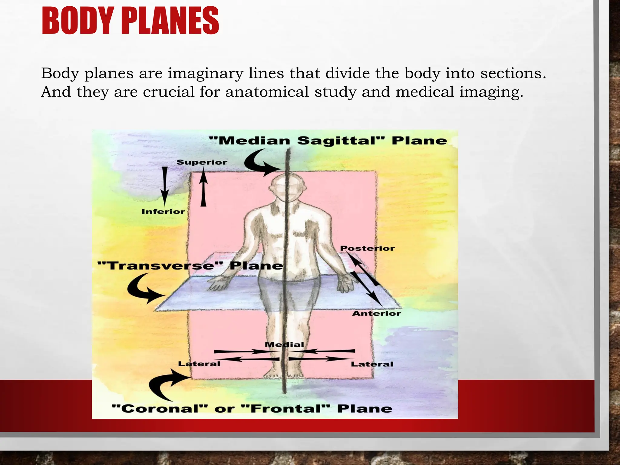 Body important Planes and Cavities and others.pdf