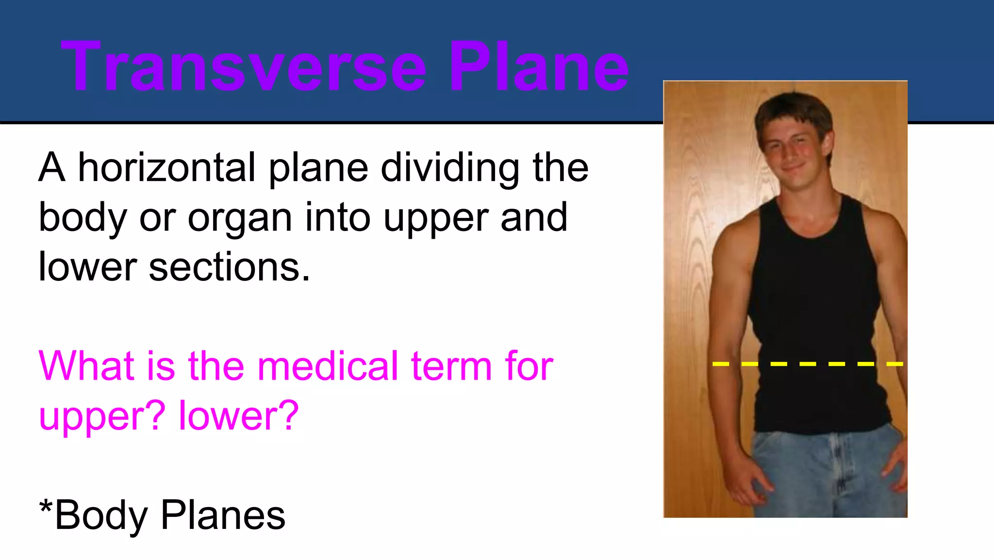 Transverse Plane
A horizontal plane dividing the
body or organ into upper and
lower sections.
What is the medical term for
upper? lower?
*Body Planes
 