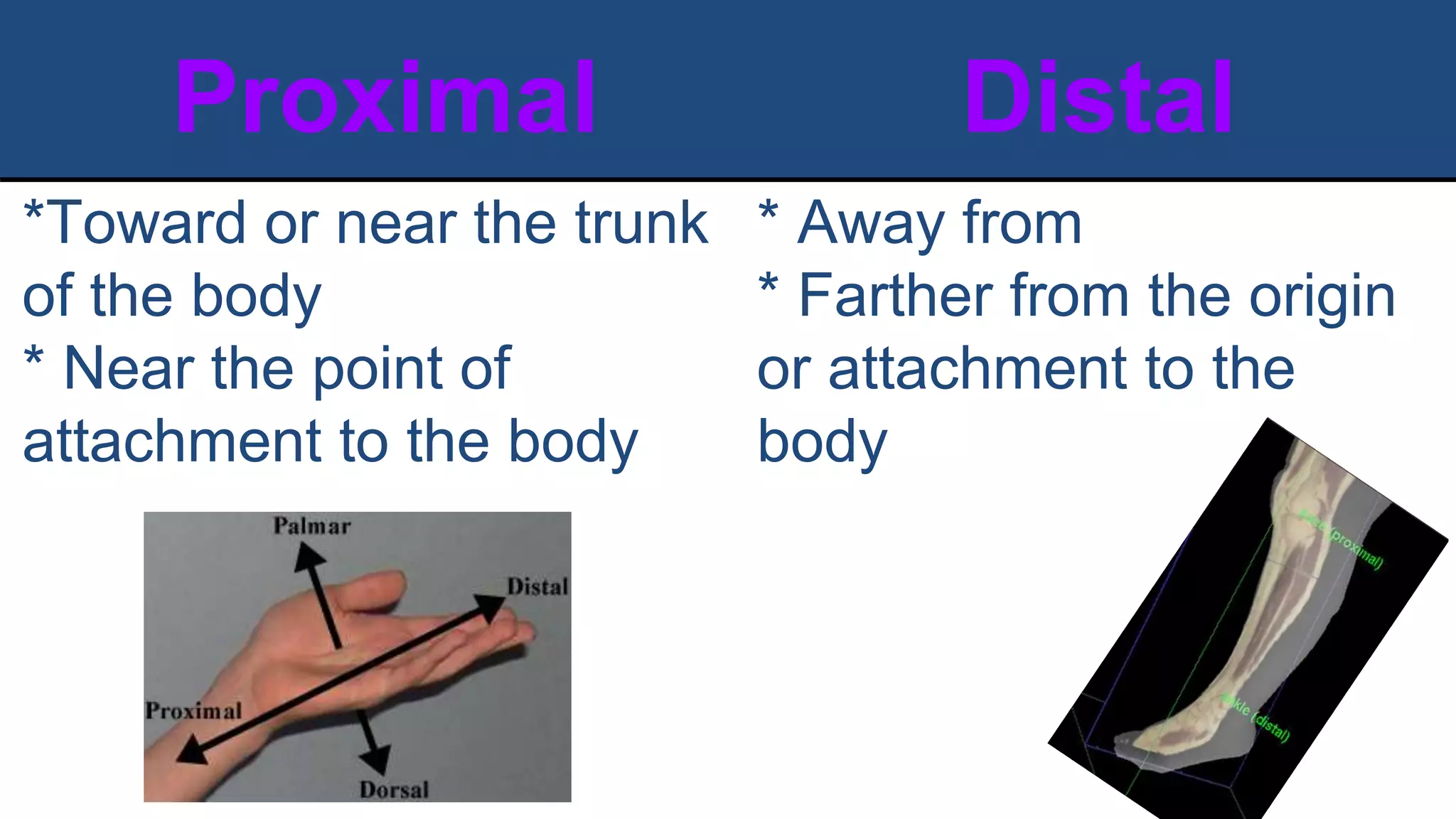 Proximal Distal
*Toward or near the trunk
of the body
* Near the point of
attachment to the body
* Away from
* Farther from the origin
or attachment to the
body
Hand- fingers/ wrist
knee/ ankle
 