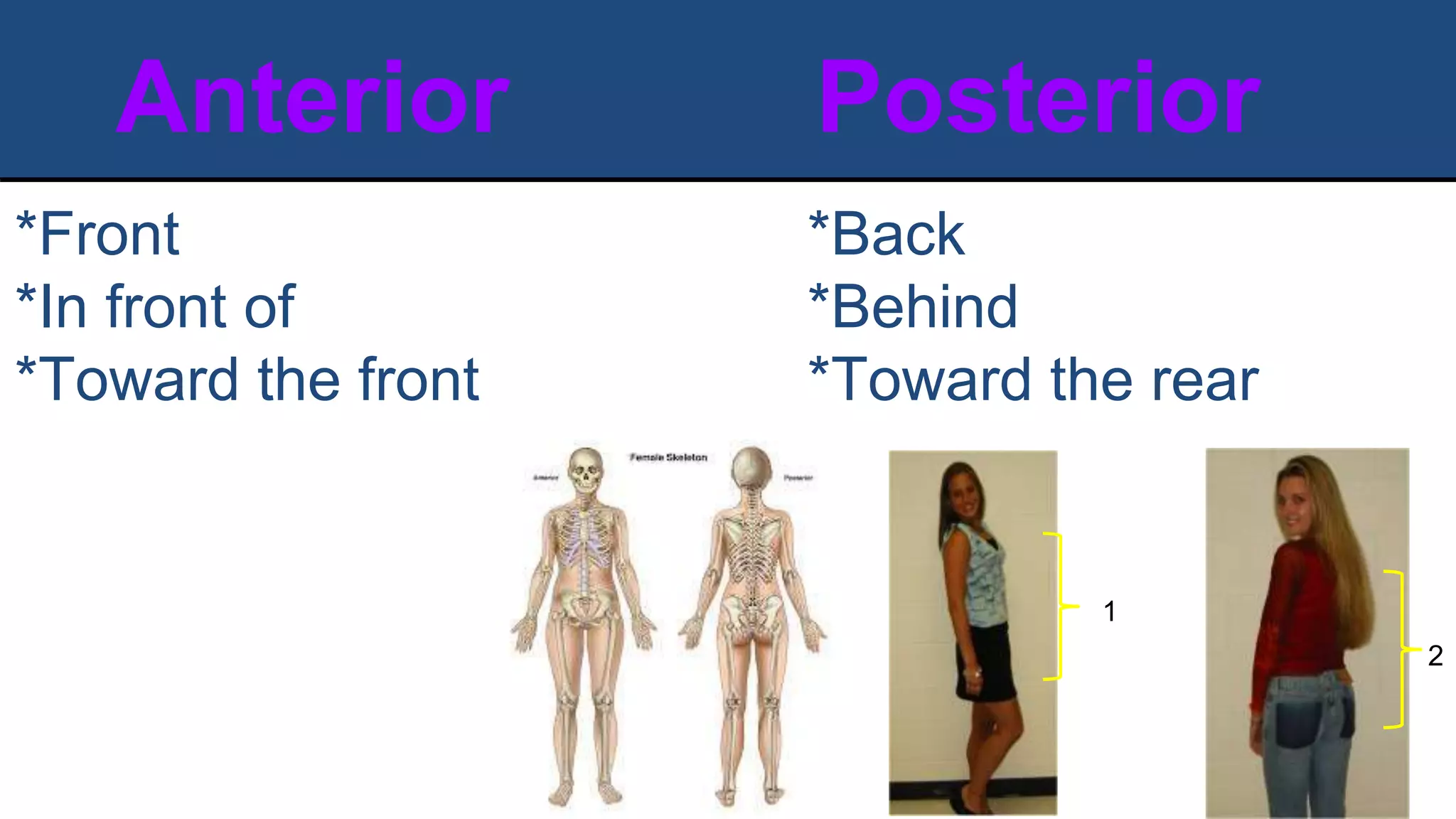 Anterior Posterior
*Front
*In front of
*Toward the front
*Back
*Behind
*Toward the rear
1
2
 
