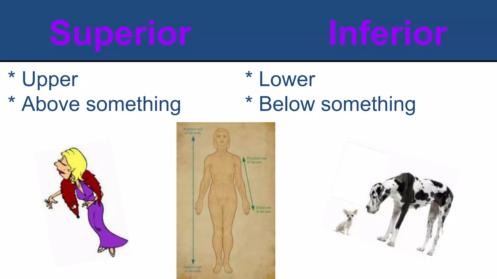 Superior Inferior
* Upper
* Above something
* Lower
* Below something
 