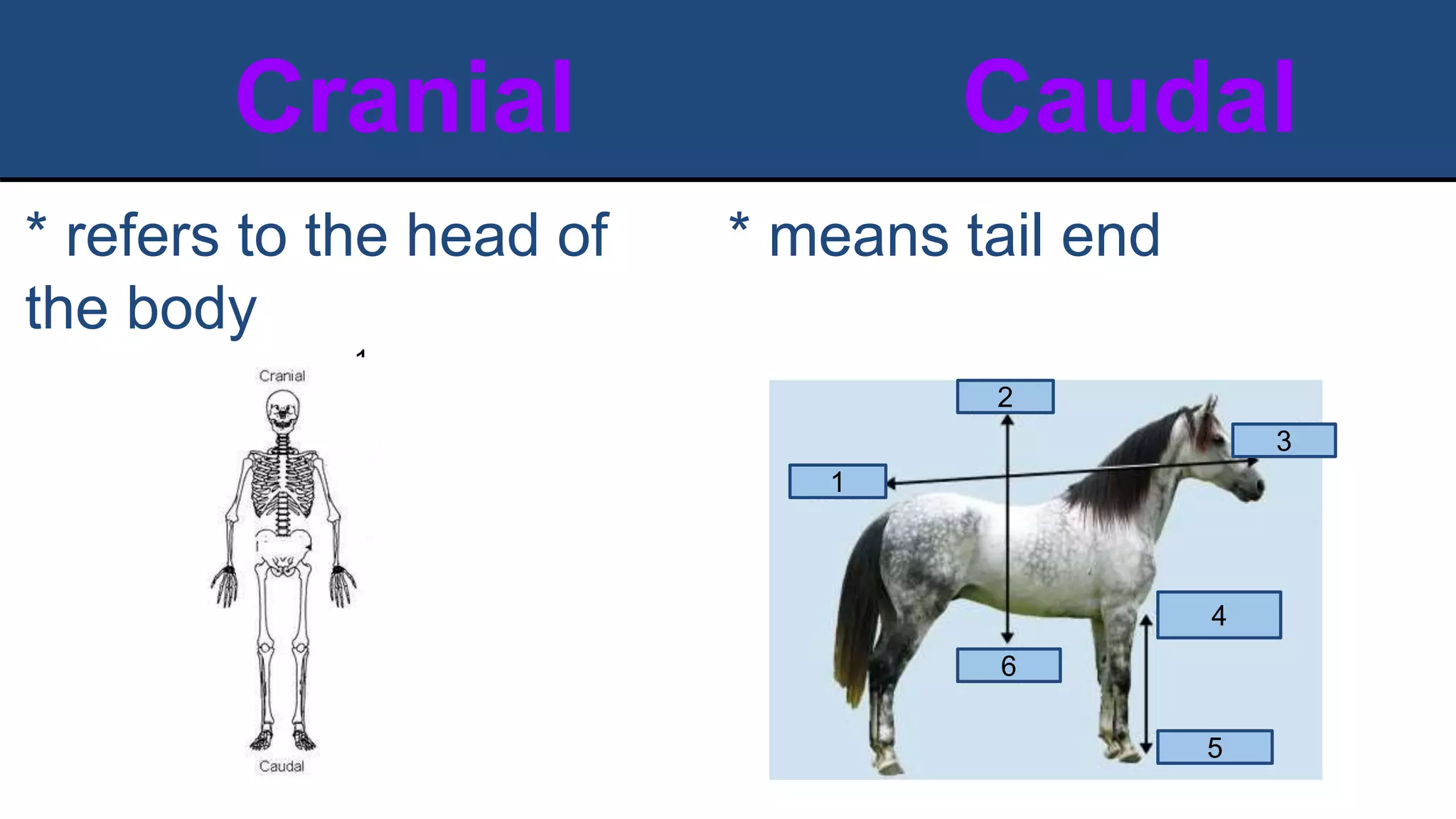 Cranial Caudal
* means tail end
* refers to the head of
the body
1
1
1
2
3
4
5
6
 