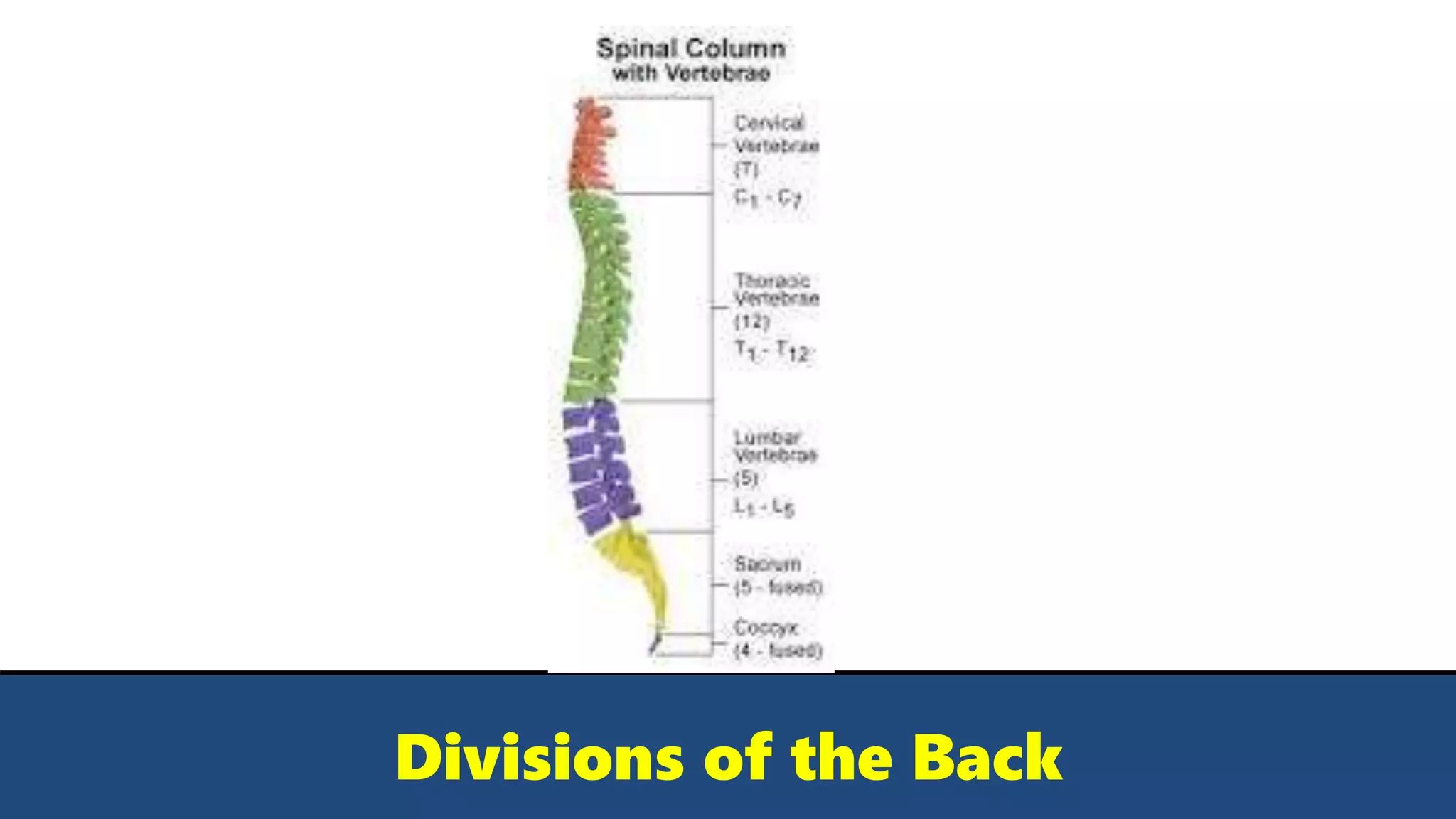 Divisions of the Back
 