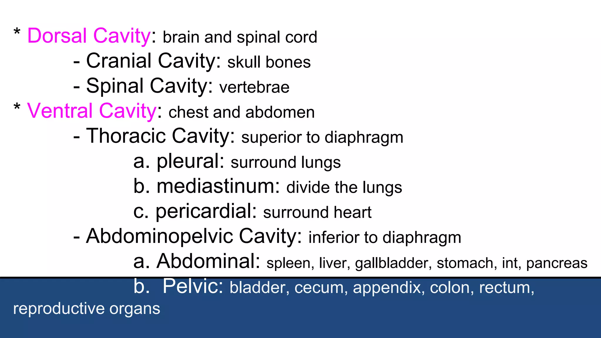 * Dorsal Cavity: brain and spinal cord
- Cranial Cavity: skull bones
- Spinal Cavity: vertebrae
* Ventral Cavity: chest and abdomen
- Thoracic Cavity: superior to diaphragm
a. pleural: surround lungs
b. mediastinum: divide the lungs
c. pericardial: surround heart
- Abdominopelvic Cavity: inferior to diaphragm
a. Abdominal: spleen, liver, gallbladder, stomach, int, pancreas
b. Pelvic: bladder, cecum, appendix, colon, rectum,
reproductive organs
 