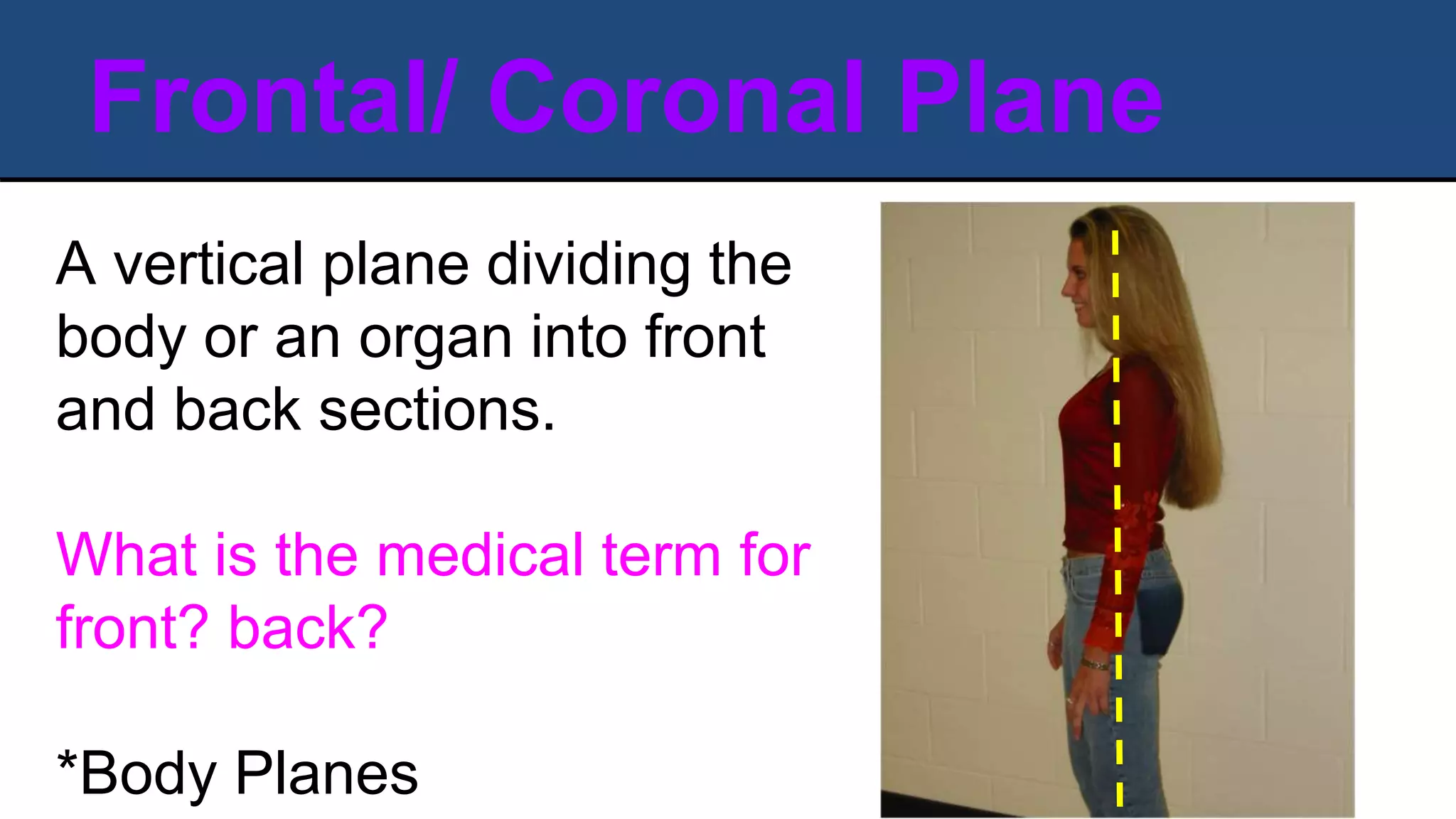 Frontal/ Coronal Plane
A vertical plane dividing the
body or an organ into front
and back sections.
What is the medical term for
front? back?
*Body Planes
 