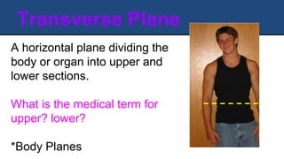 Transverse Plane
A horizontal plane dividing the
body or organ into upper and
lower sections.
What is the medical term for
upper? lower?
*Body Planes
 