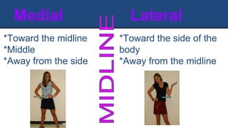 Medial Lateral
*Toward the midline
*Middle
*Away from the side
*Toward the side of the
body
*Away from the midline
 