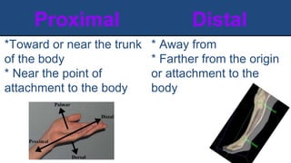 Proximal Distal
*Toward or near the trunk
of the body
* Near the point of
attachment to the body
* Away from
* Farther from the origin
or attachment to the
body
Hand- fingers/ wrist
knee/ ankle
 