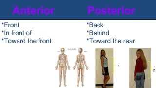 Anterior Posterior
*Front
*In front of
*Toward the front
*Back
*Behind
*Toward the rear
1
2
 
