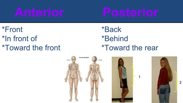 Body planes and directional terms | PPTX | Death, Injury, or Military ...