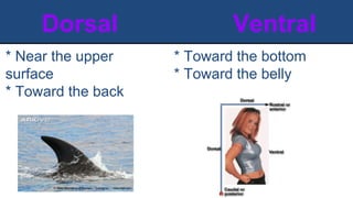 Dorsal Ventral
* Near the upper
surface
* Toward the back
* Toward the bottom
* Toward the belly
 
