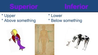 Superior Inferior
* Upper
* Above something
* Lower
* Below something
 
