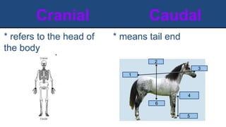 Cranial Caudal
* means tail end
* refers to the head of
the body
1
1
1
2
3
4
5
6
 