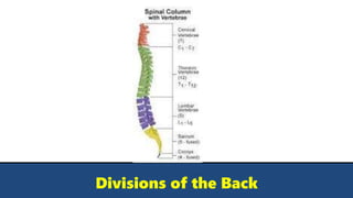 Divisions of the Back
 