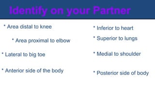 Identify on your Partner
* Area distal to knee
* Area proximal to elbow * Superior to lungs
* Medial to shoulder
* Inferior to heart
* Anterior side of the body * Posterior side of body
* Lateral to big toe
 