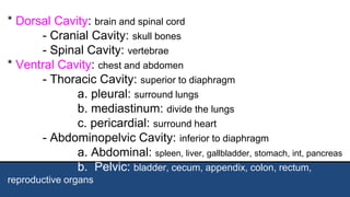 * Dorsal Cavity: brain and spinal cord
- Cranial Cavity: skull bones
- Spinal Cavity: vertebrae
* Ventral Cavity: chest and abdomen
- Thoracic Cavity: superior to diaphragm
a. pleural: surround lungs
b. mediastinum: divide the lungs
c. pericardial: surround heart
- Abdominopelvic Cavity: inferior to diaphragm
a. Abdominal: spleen, liver, gallbladder, stomach, int, pancreas
b. Pelvic: bladder, cecum, appendix, colon, rectum,
reproductive organs
 