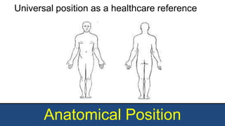 Anatomical Position
Universal position as a healthcare reference
 