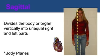 Divides the body or organ
vertically into unequal right
and left parts
*Body Planes
Sagittal
 