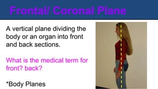 Frontal/ Coronal Plane
A vertical plane dividing the
body or an organ into front
and back sections.
What is the medical term for
front? back?
*Body Planes
 